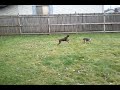 Doberman Puppy plays with friend 