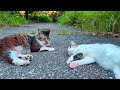 猫の睡眠時間　休日に二度寝する為の動画　4K【今日の猫様本編】