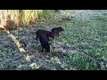 Feeding baby wild pigs in the neighborhood #shorts  #oahulife #hawaiilife #shorts