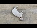 Pregnant cat rolling on the floor