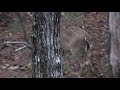 Afternoon Deer Hunt in South Carolina