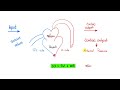 Cardiovascular Physiology - Pressure-Volume loops, Cardiac Cycle, ESV, EDV, SV, CO, Starling Law