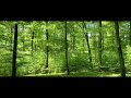 Vogelgezwitscher ohne Wiederholung, Wald im Mai, Frühling, zur Entspannung