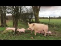 FREEDOM! Rescue Pig and Her 6 Piglets Explore Their Forever Home