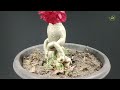 These are the benefits and how to use NPK 16 -16 -16 fertilizer for ornamental adenium plants