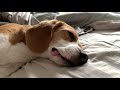 Sleepy beagle doesn't want to get up, even after 9 am