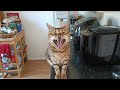 The Truth about Bengal Cats! | Real Life Experience 🐆