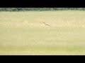 Black-winged Pratincole in Nottinghamshire