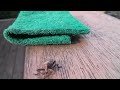 Weevil from scourer to finger