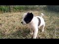 Pomeranian black and white dog|| Cheapest price|| Pomeranian dog puppy||