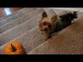 tiny yorkie crying over a halloween pumpkin.. what a drama queen!  lol #shorts