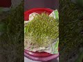 Growing Micro Green