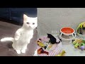 Try Not To Laugh Cats And Dogs Videos 😁 - Best Funniest Animals Video 2024