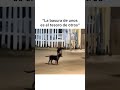 TESORO PARA ELLOS! #viral #dog #bendecido #viralmusic #bendiga #viralsong #perros #bendiciones