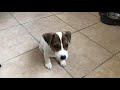 Napoléon learns to sit. Puppy Jack Russell