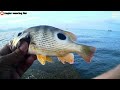 MANCING DI SPOT INI HARUS NYEBUR DULU