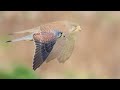 チョウゲンボウ 目の前で狩りをする  （4K）