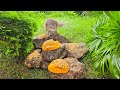 Cat TV for Cats to Watch 😺 Funny Chipmunks Birds Squirrels 🐿 8 Hours 4K HDR 60FPS