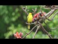 木棉花上吸蜜的黃鸝/Black-naped Oriole