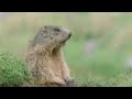 Best of BBC Talking Animals