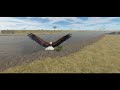 Roblox: AFRICAN FISH EAGLE DOCUMENTARY (Testing A)