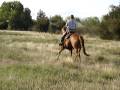 Foxy - 6 year old Quarter Horse Mare