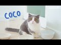 Funniest Snack Games To Prank Cats!