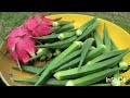 Have you ever grown dragon fruit at home? Harvesting dragon fruit and vegetables 😊