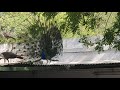 Majestic Indian national Bird Peacock Dancing 🦚