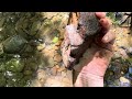 Collection of artifacts at Start. Stone Animals in the Creek. North Carolina Ceremonial Haw River