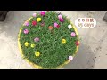 挿し芽で増える🌱マツバボタン❢Moss Rose from Cuttings🌱