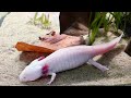 The Adorable World of Axolotls, Meet These Super Cute Water Buddies! Vancouver Aquarium tour 🇨🇦