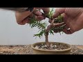 Trimming Back The Yew #new #spring #usa #garden #treemasons #trending #viral