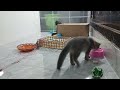 New Funny Animals 2024 🤣 Funniest Dogs and Cats 😻🐶