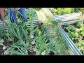 Tips For Growing Bigger Onion Bulbs In 2024// Garden Answer & Solution @gloriousliving6298 #garden