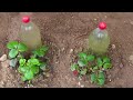 How to make DRIP IRRIGATION with recycled plastic bottles