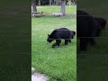 This black bear Mom shows who's boss