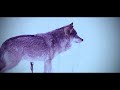 THE WOLF SONG - Nordic Lullaby - Vargsången | 1 Hour by Jonna Jinton