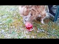 Dog Drinks From Human Glass