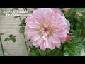 ＊ガーデンVlog＊今年の薔薇から26種を振り返り🌹/小さい庭でも作れるバラの風景/60代ガーデニング