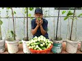 I Was Shocked Growing Cucumbers This Way - No Pesticides, Continuous Harvest!