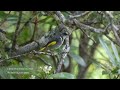 AUSTRALIA DOCUMENTARY 4K / TASMANIA Birds and Wildlife / Tasmania Island of Birds. #DiscoverTasmania