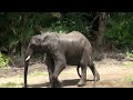 Kilimanjaro Safaris Expedition On-ride (Complete HD Experience) Animal Kingdom WDW