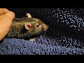 Comforting My Pet Rat Noir
