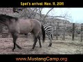 Spot's Arrival 11-11-11