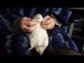 Pet rat Butters getting a massage