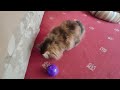 Penny Cat Vs New (Harder) Bikkit Ball