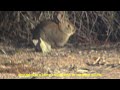 Desert Cottontail