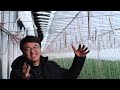 Passive Solar Greenhouse Technology From China?