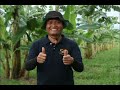 Technologies on How to Enhance Saba Banana Production